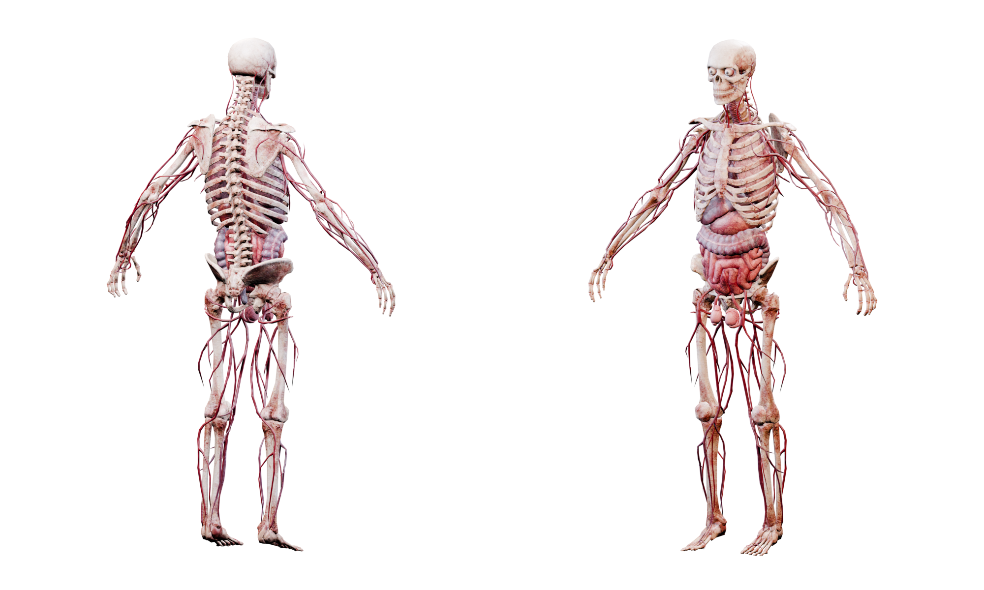 Skeleton 2